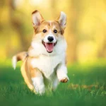 Is My Dog Happy? 17 Signs You Have a Happy Dog