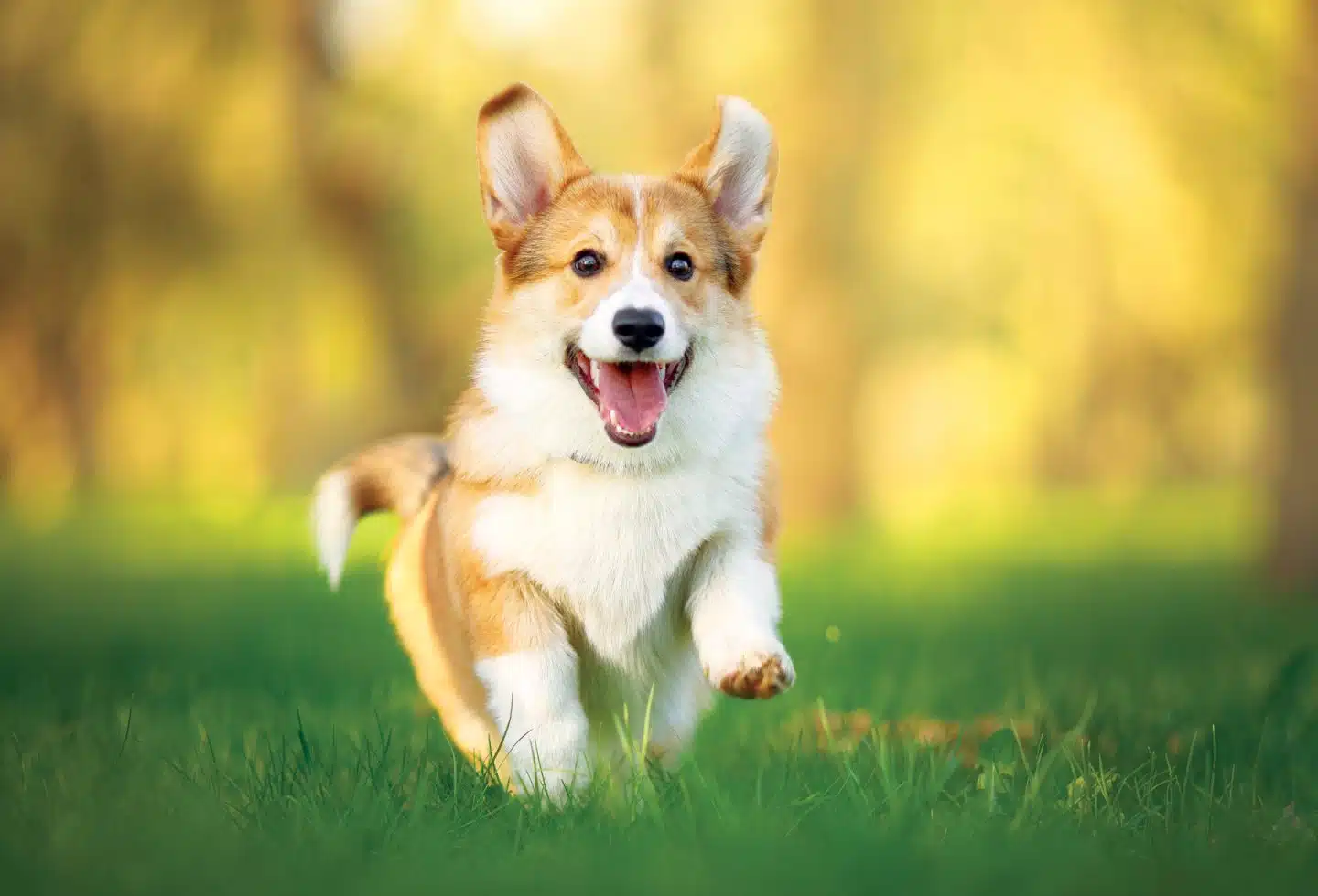 Is My Dog Happy? 17 Signs You Have a Happy Dog