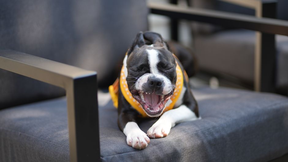 Adorable Boston Terrier puppy yawning on a chair, showcasing a playful and relaxed posture.