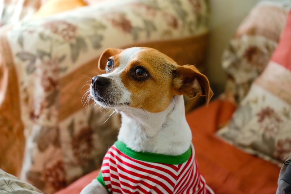 Charming Jack Russell Terrier in striped attire sitting on a patterned sofa indoors.