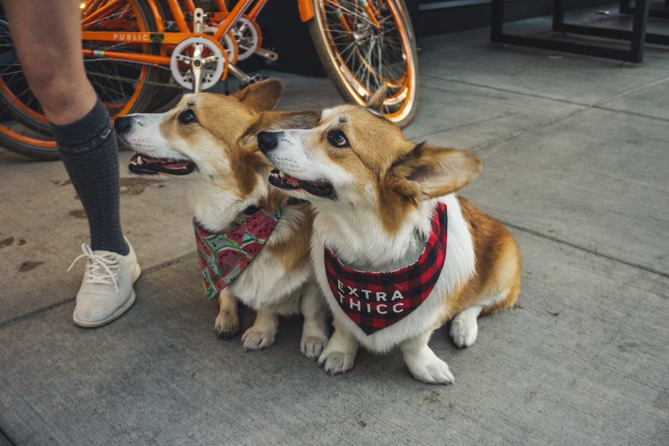 Lightweight Dog Bandanas That Stay Put on Walks