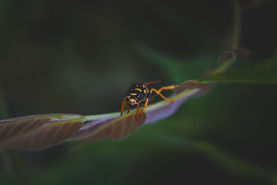 Detailed macro shot of a wasp perched on a green leaf in summer light.